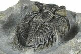 Double Coltraneia Trilobite Fossil - Huge Faceted Eyes #363238-5